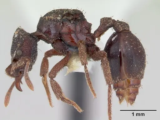 Basiceros disciger - CASENT0173735