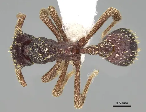 Basiceros disciger - CASENT0914887