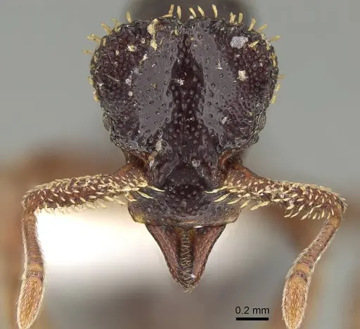 Basiceros disciger - CASENT0914887