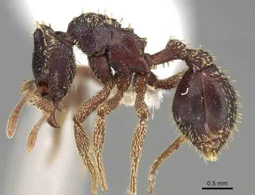 Basiceros disciger - CASENT0914887