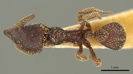 Basiceros disciger - CASENT0915696