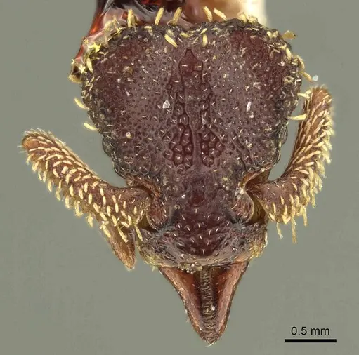 Basiceros disciger - CASENT0915696