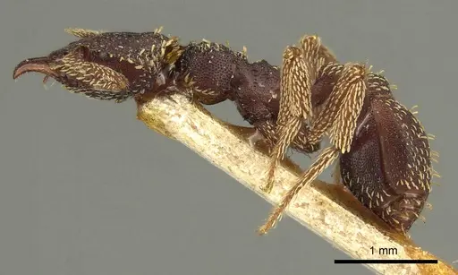 Basiceros disciger - CASENT0915696