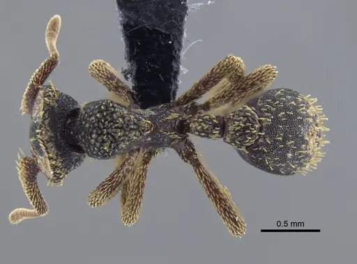 Basiceros disciger - CBUMAGENT41722