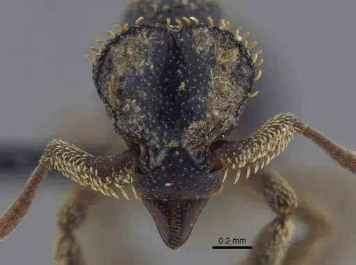 Basiceros disciger - CBUMAGENT41722