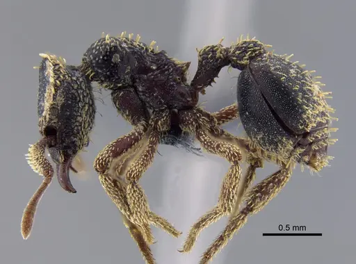 Basiceros disciger - CBUMAGENT41722