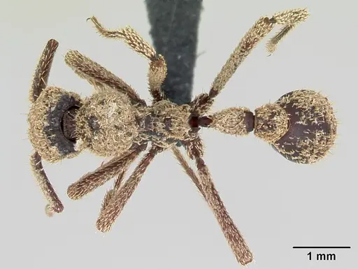 Basiceros manni specimen