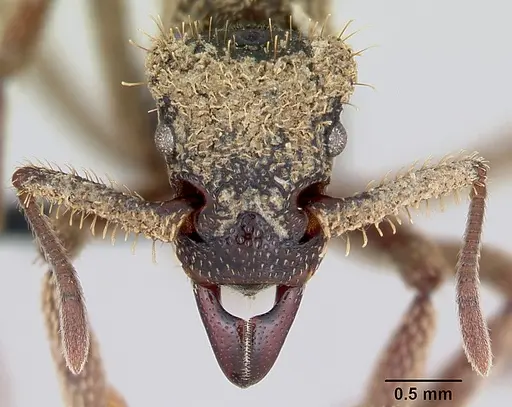 Basiceros manni specimen