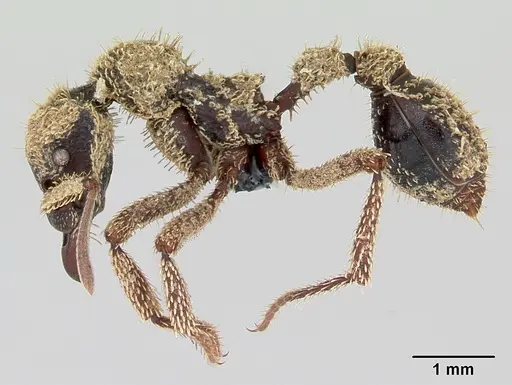 Basiceros manni specimen