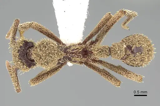 Basiceros manni - CASENT0914888