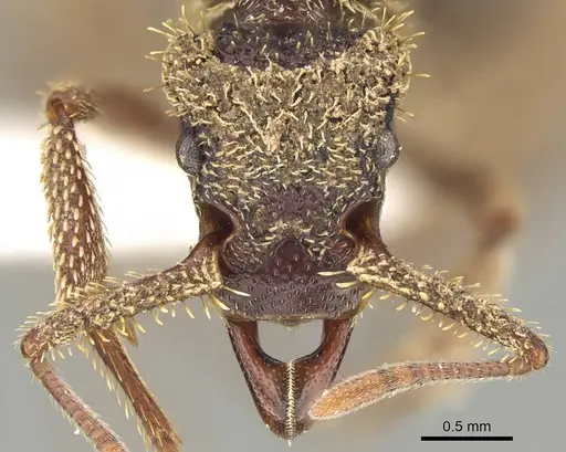 Basiceros manni - CASENT0914888