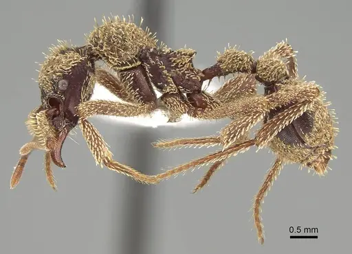 Basiceros manni - CASENT0914888