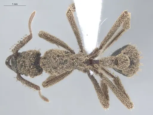 Basiceros manni - ECOFOG-IT14-0106-61