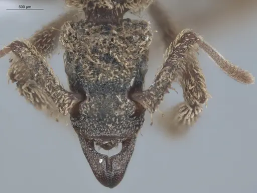 Basiceros manni - ECOFOG-IT14-0106-61