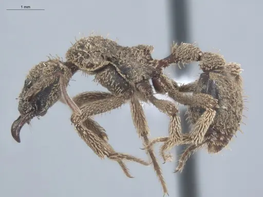 Basiceros manni - ECOFOG-IT14-0106-61