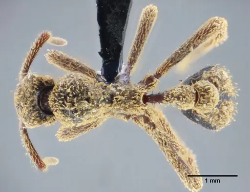 Basiceros manni - UFV-LABECOL-000063