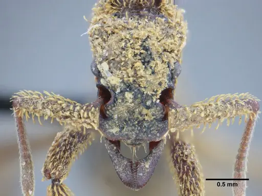 Basiceros manni - UFV-LABECOL-000063