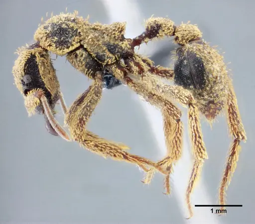 Basiceros manni - UFV-LABECOL-000063