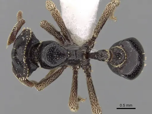 Basiceros militaris specimen