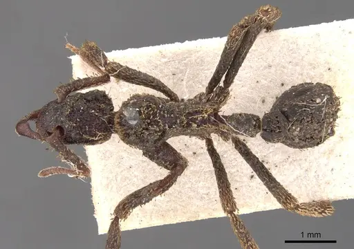 Basiceros singularis specimen