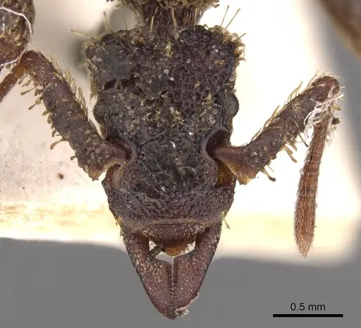 Basiceros singularis specimen