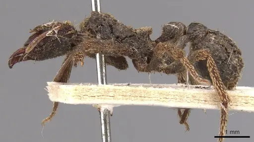 Basiceros singularis specimen