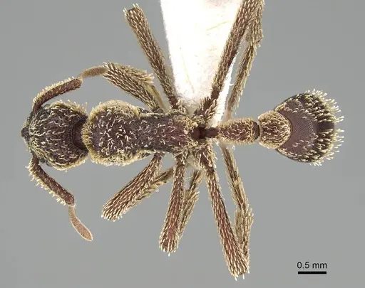 Basiceros singularis - CASENT0914890