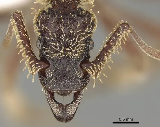 Basiceros singularis - CASENT0914890