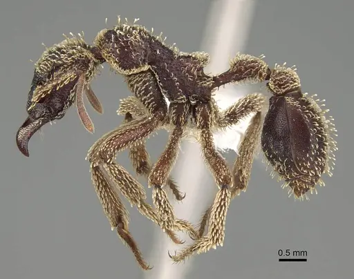 Basiceros singularis - CASENT0914890