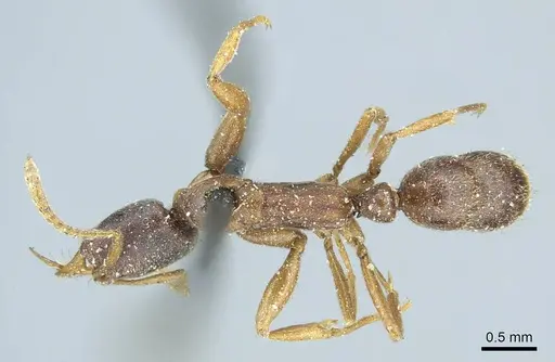 Belonopelta attenuata specimen