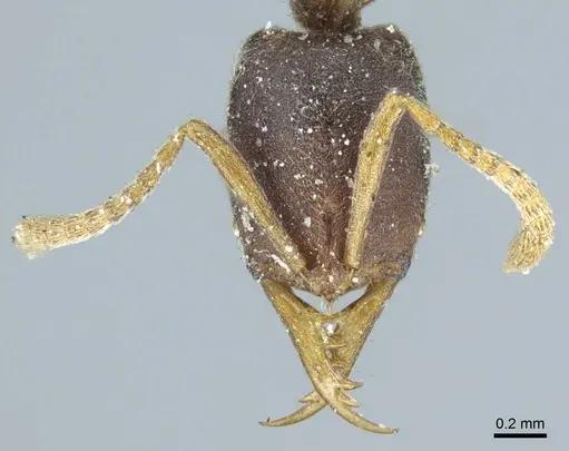 Belonopelta attenuata specimen