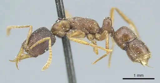Belonopelta attenuata specimen