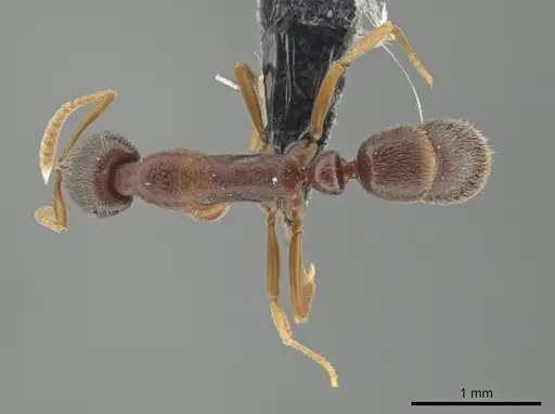 Belonopelta attenuata - ICN100255