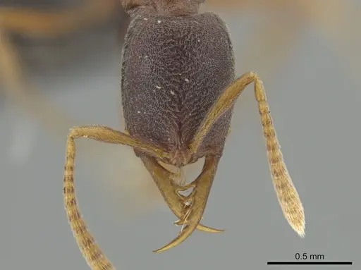 Belonopelta attenuata - ICN100255