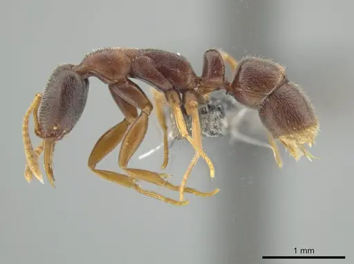 Belonopelta attenuata - ICN100255