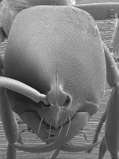 Belonopelta deletrix specimen