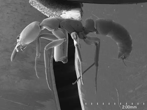 Belonopelta deletrix specimen