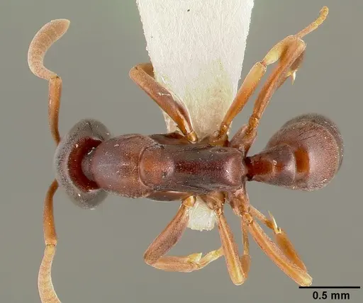 Belonopelta deletrix - CASENT0003157