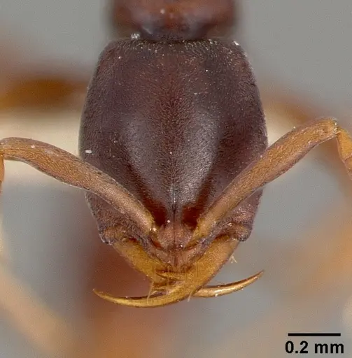 Belonopelta deletrix - CASENT0003157