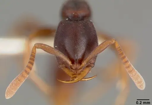 Belonopelta deletrix - CASENT0003157