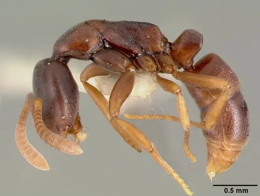 Belonopelta deletrix - CASENT0003157