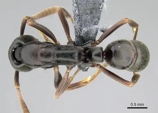 Belonopelta deletrix - CASENT0235904