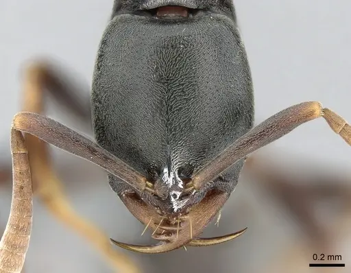 Belonopelta deletrix - CASENT0235904