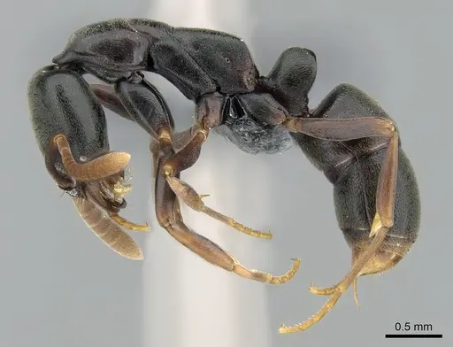 Belonopelta deletrix - CASENT0235904