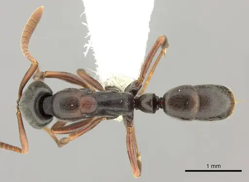 Belonopelta deletrix - CASENT0260514