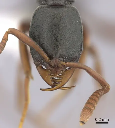 Belonopelta deletrix - CASENT0260514