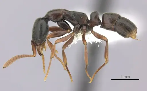 Belonopelta deletrix - CASENT0260514