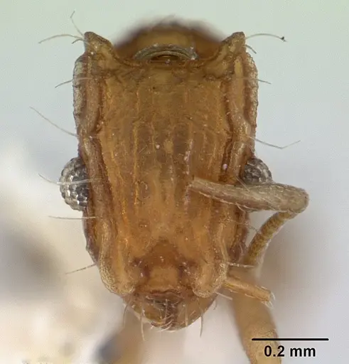 Blepharidatta brasiliensis specimen