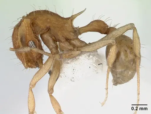 Blepharidatta brasiliensis specimen