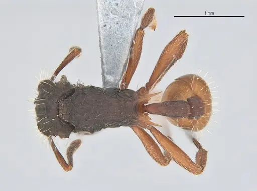 Blepharidatta conops specimen